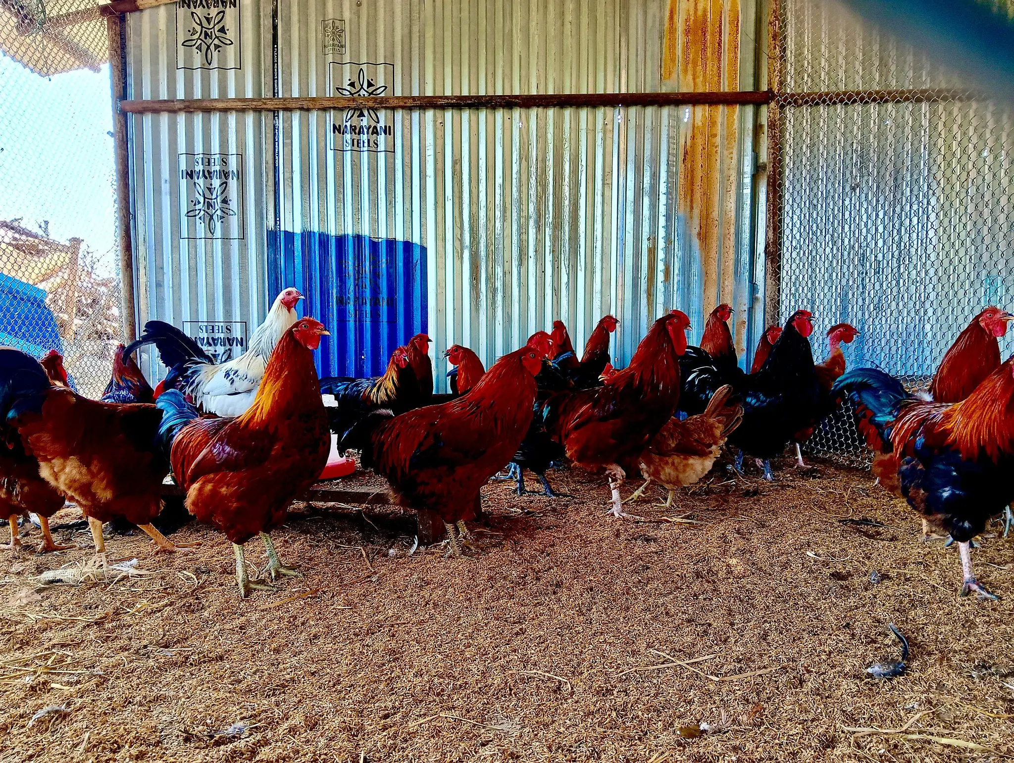 Traditional Badiya Chicken gourmet delicacy of Dang