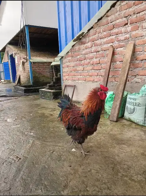 Healthy Free-Range Local Chickens in Tulsipur
