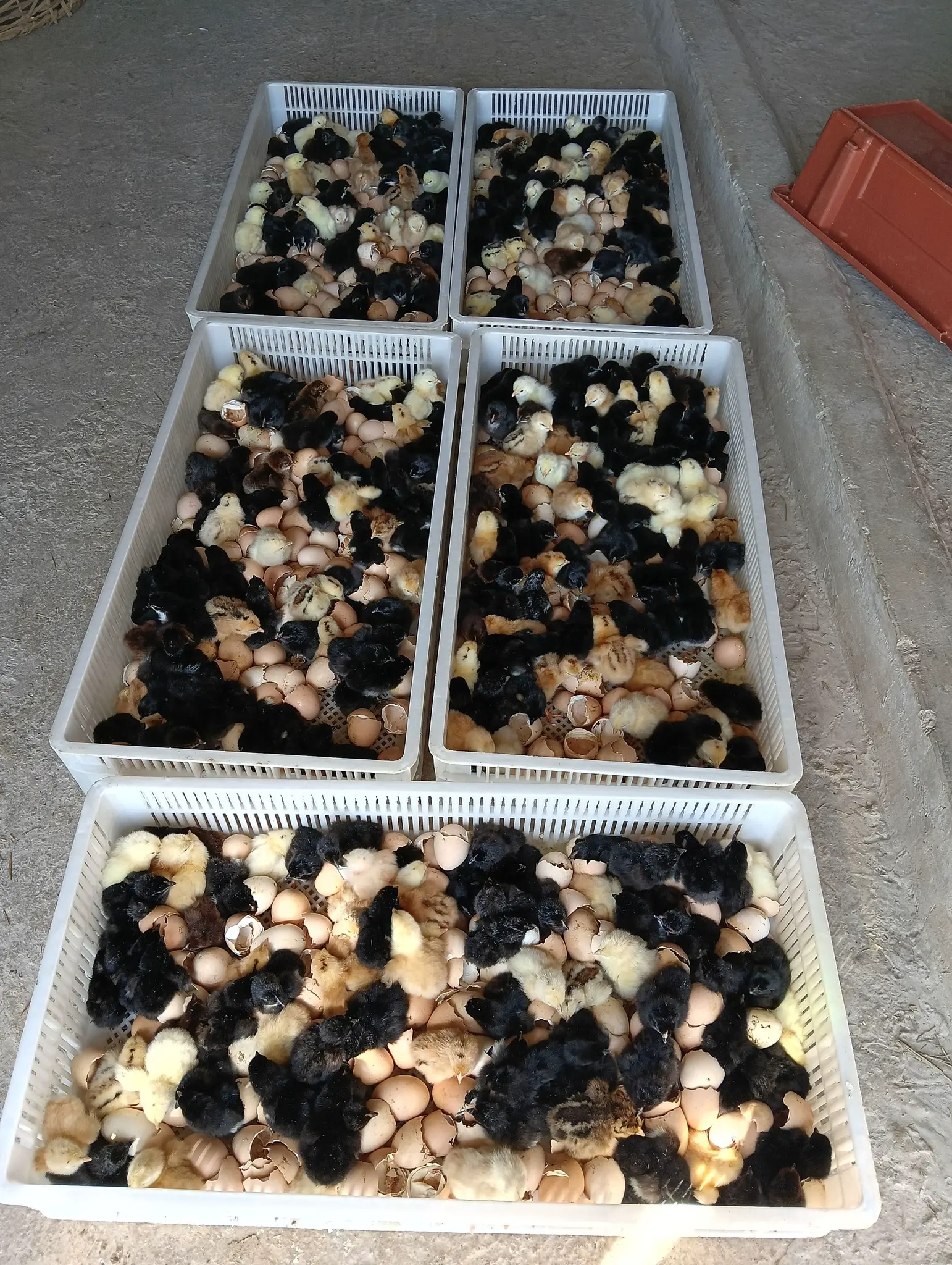 Robust local and Kadaknath hatchlings from Agripi