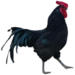 Khadaknath Chicken