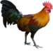 local chicken