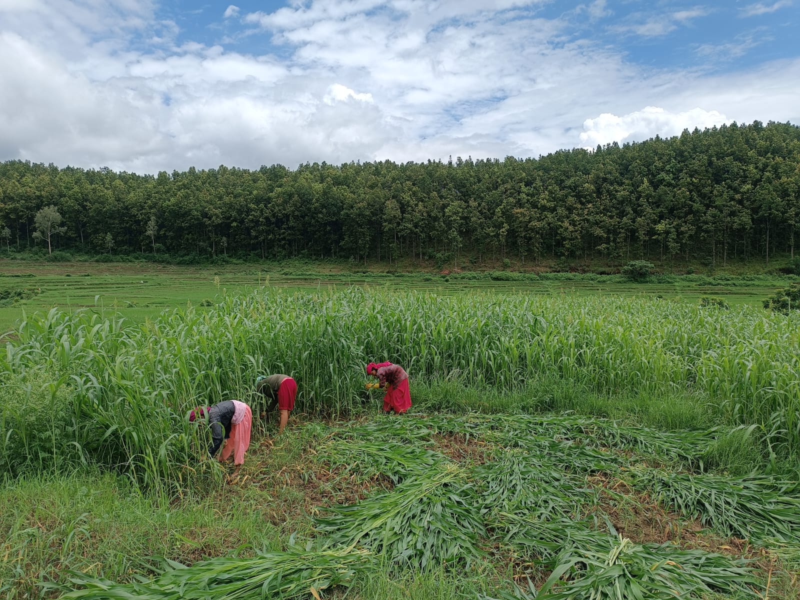 agri farming