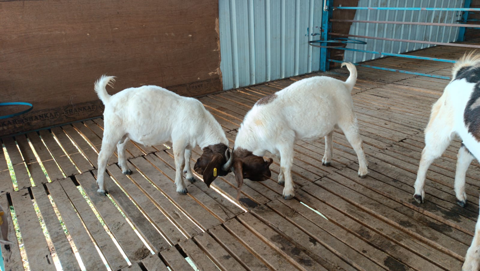 boer blog
