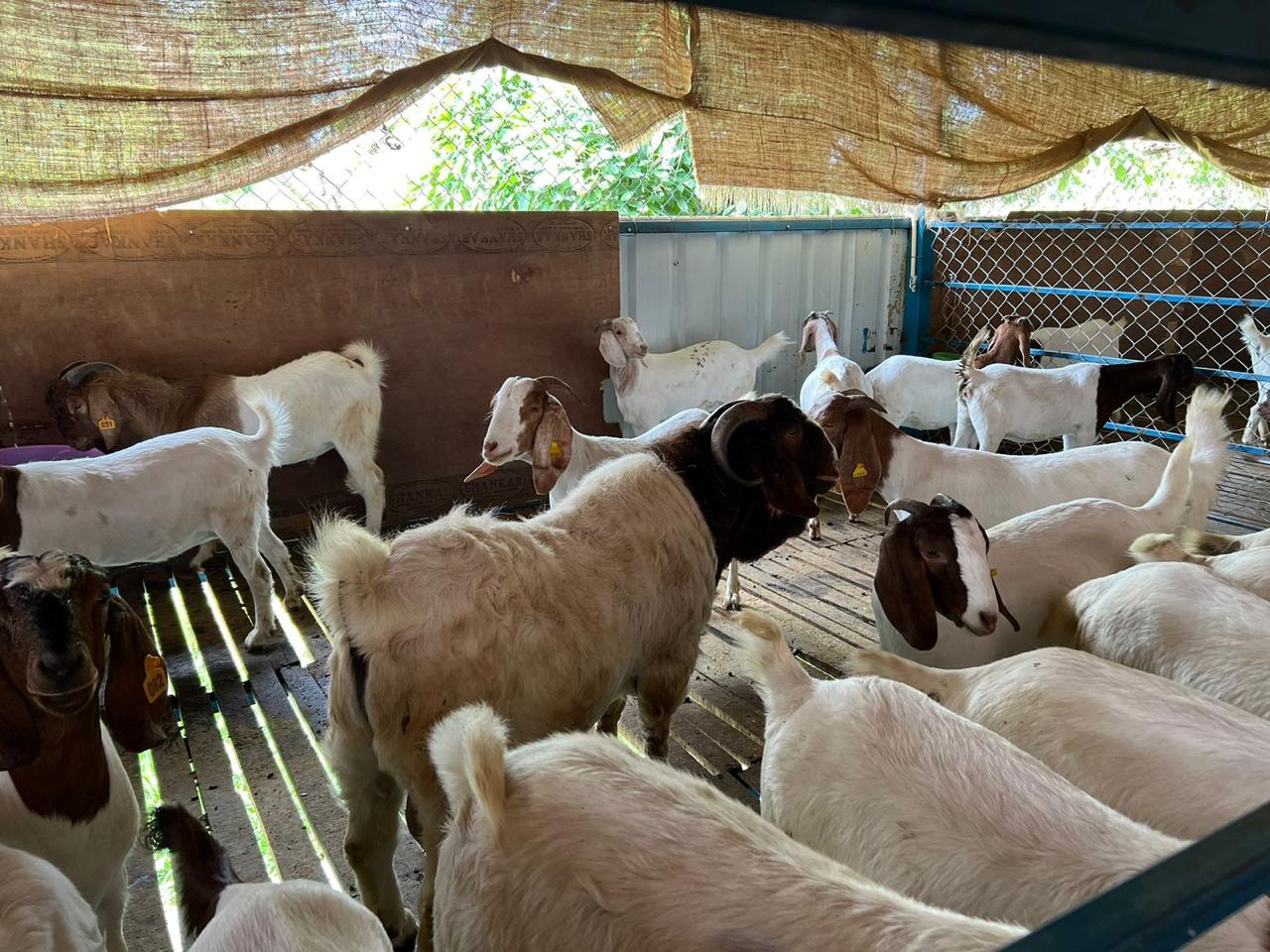 Goat Farming in Nepal