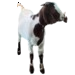 Boer Goat