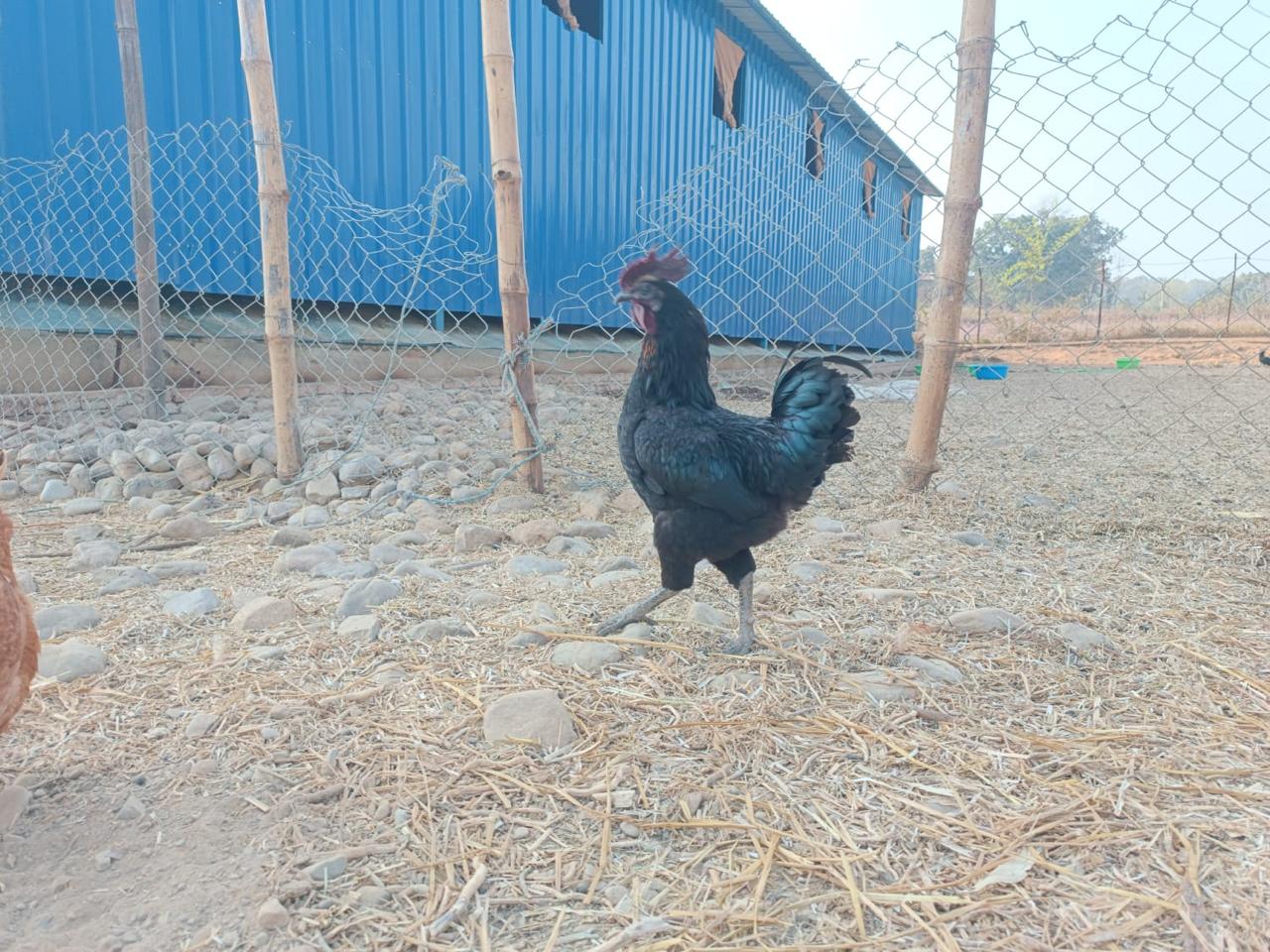kadaknath chicken