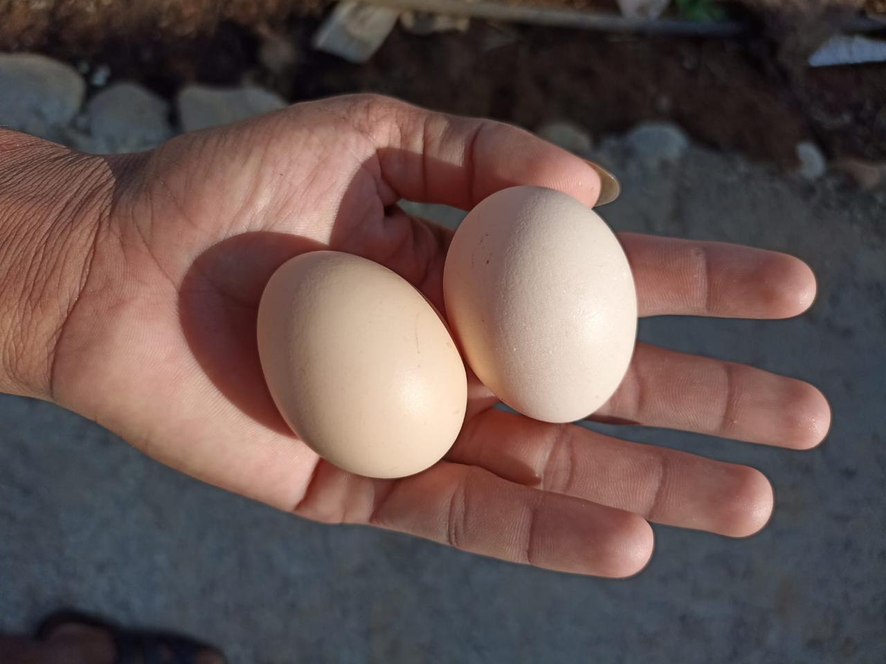 Locally-sourced meat and eggs