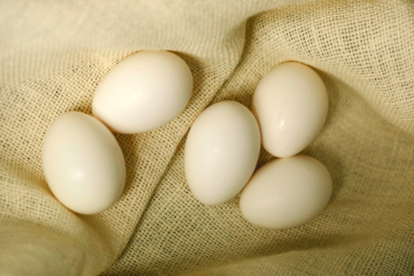 Farm-fresh local eggs