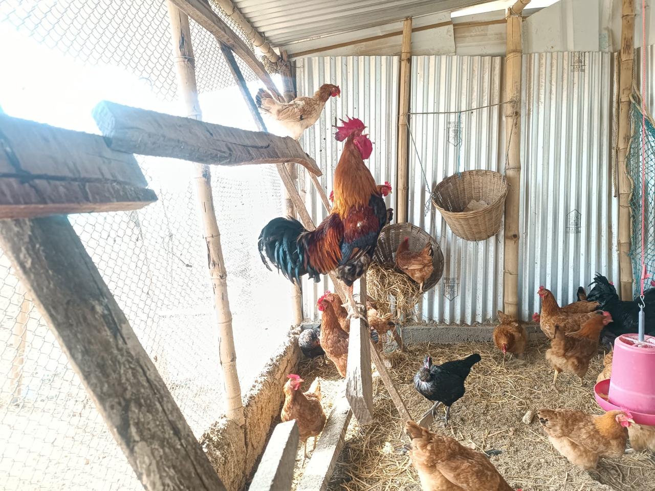 Poultry Farming Mistakes