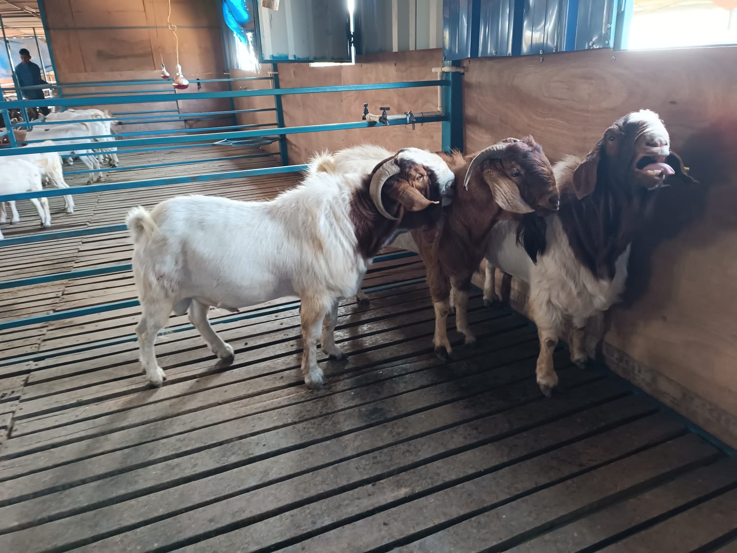 Profitable Goat Farming