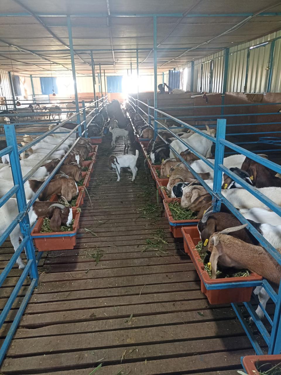 Sustainable Livestock Farming