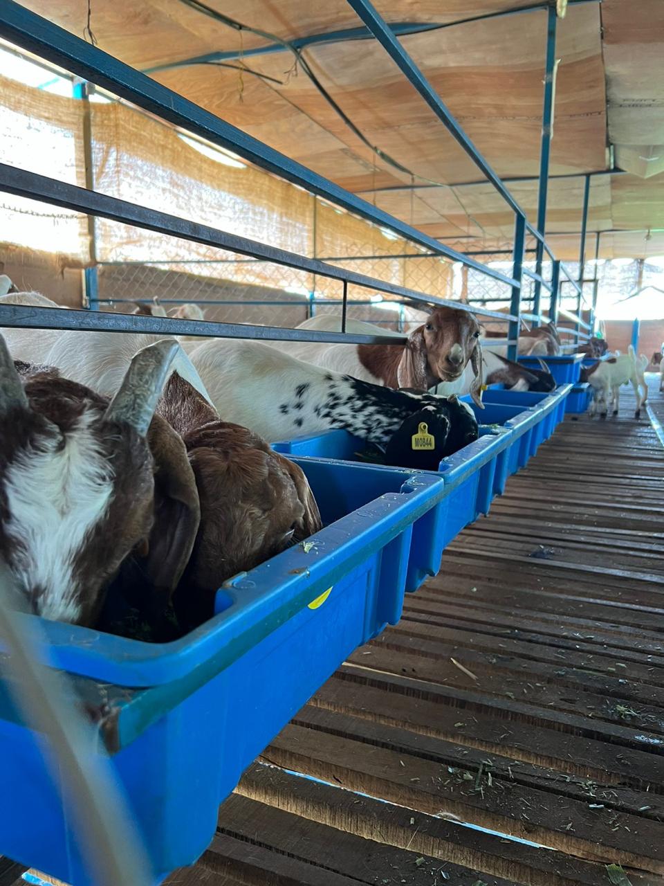 Sustainable Livestock Farming