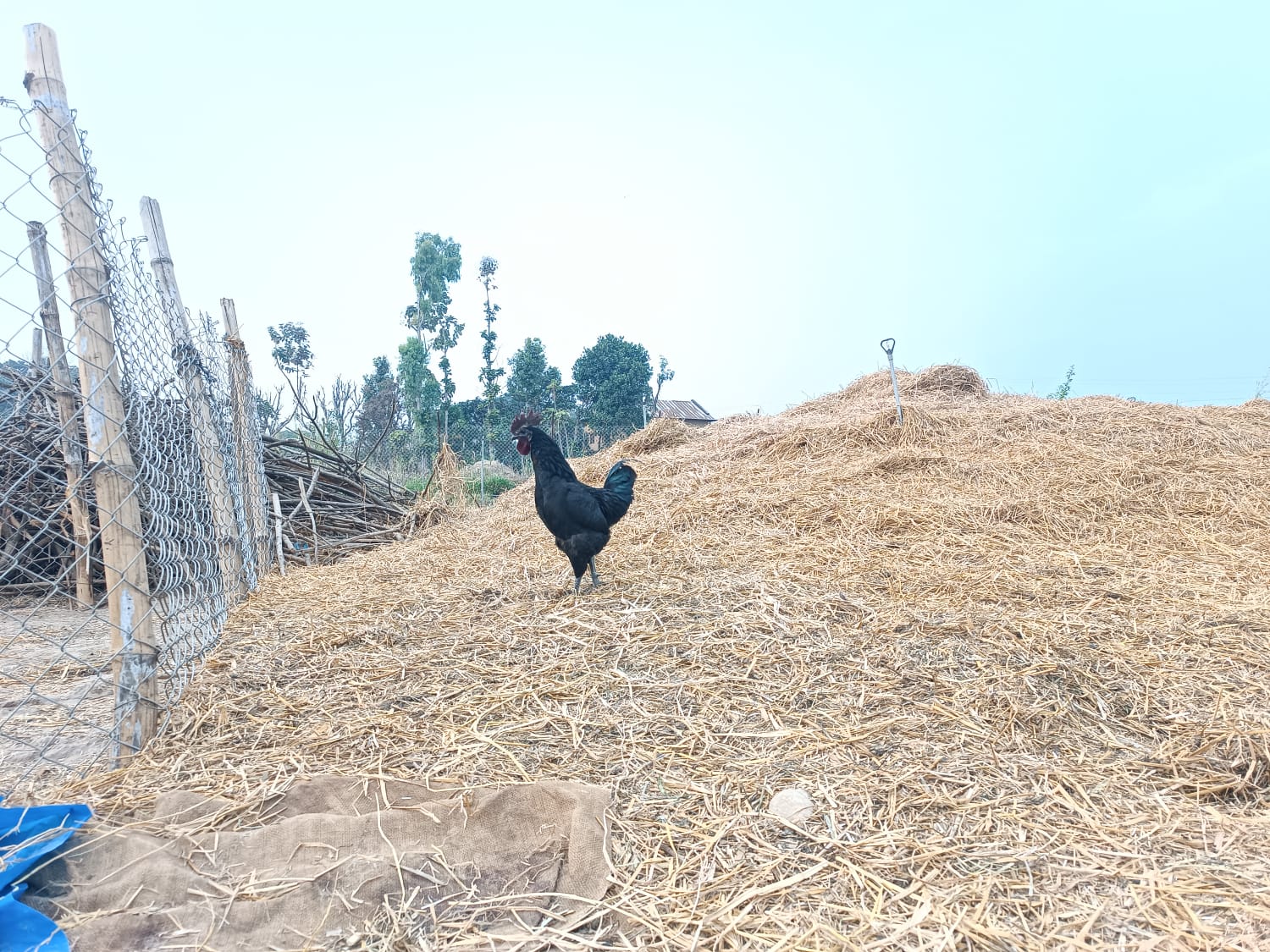 khadaknath Chicken Meat
