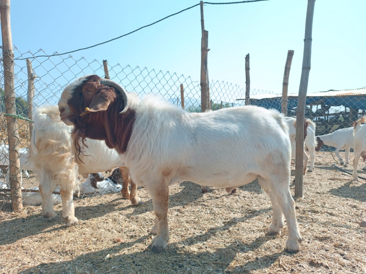 Organic & Locally-Sourced Meat