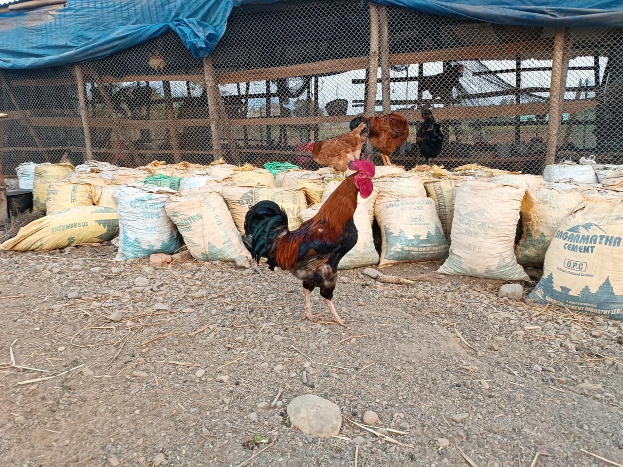 loocal chhickeen