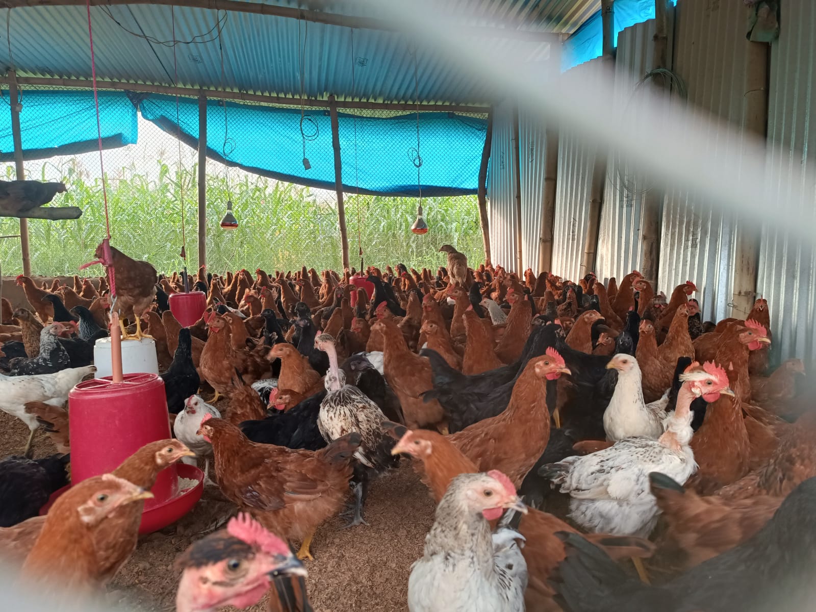 Sustainable Poultry Farming