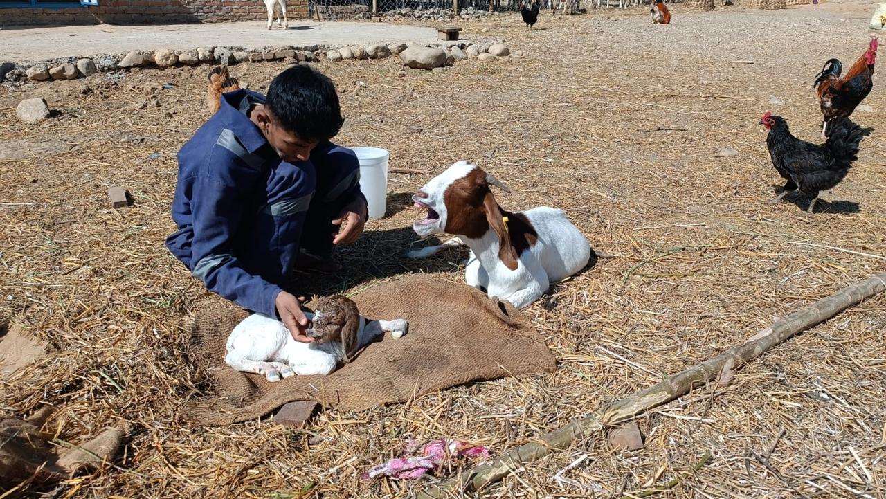 Eco friendly livestock management
