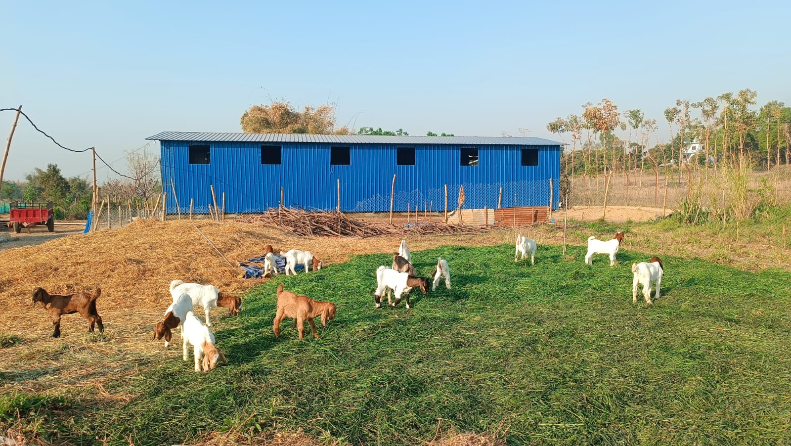 Free range vs. factory farmed meat
