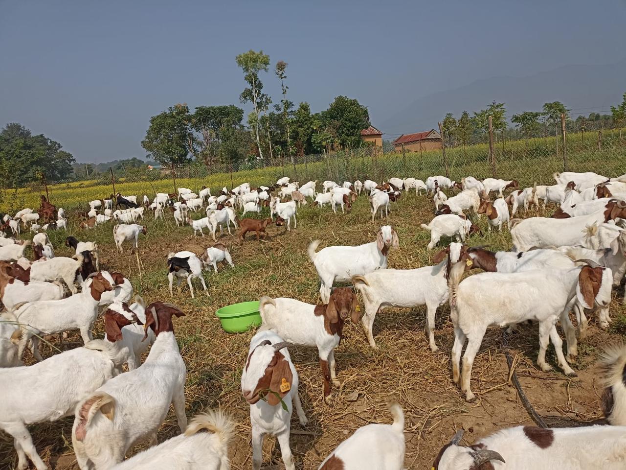 Indigenous livestock breeds