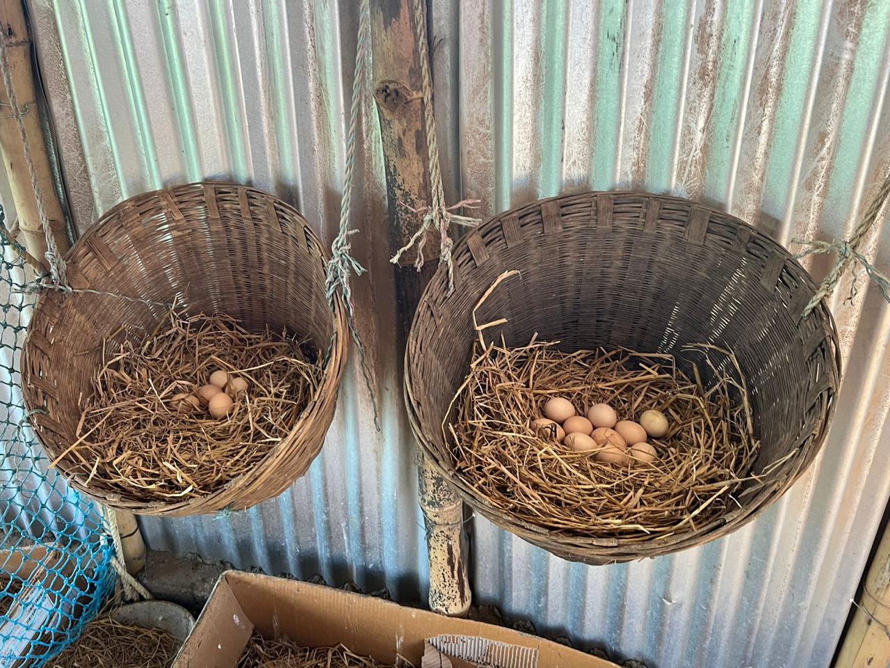 Local Chicken Eggs