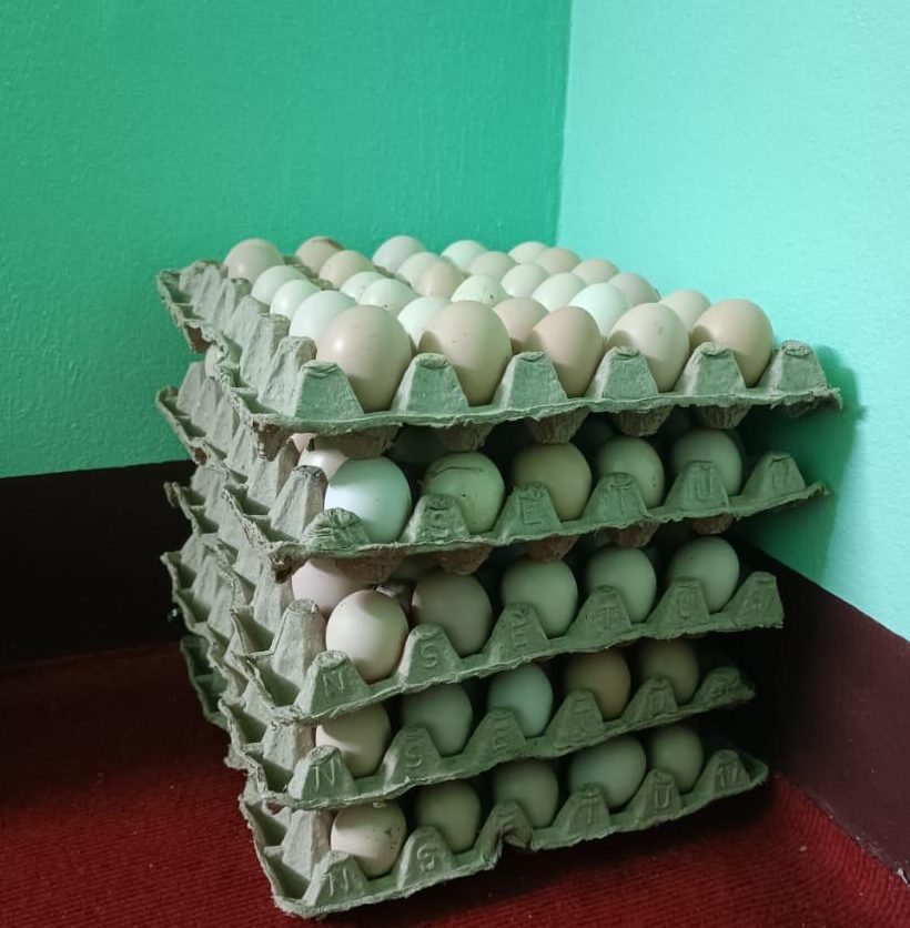 Maximize Egg Production