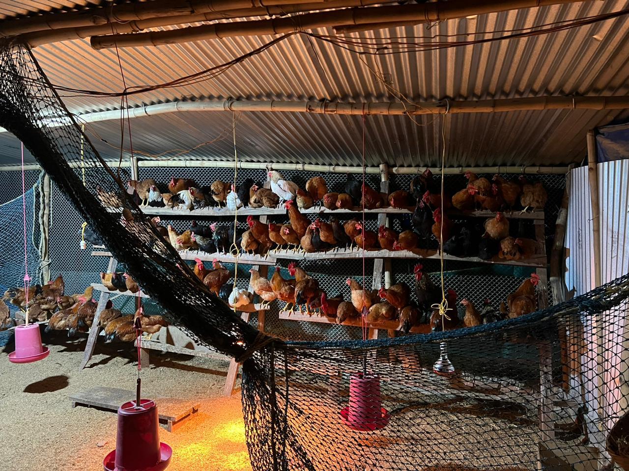 Organic vs. conventional poultry farming