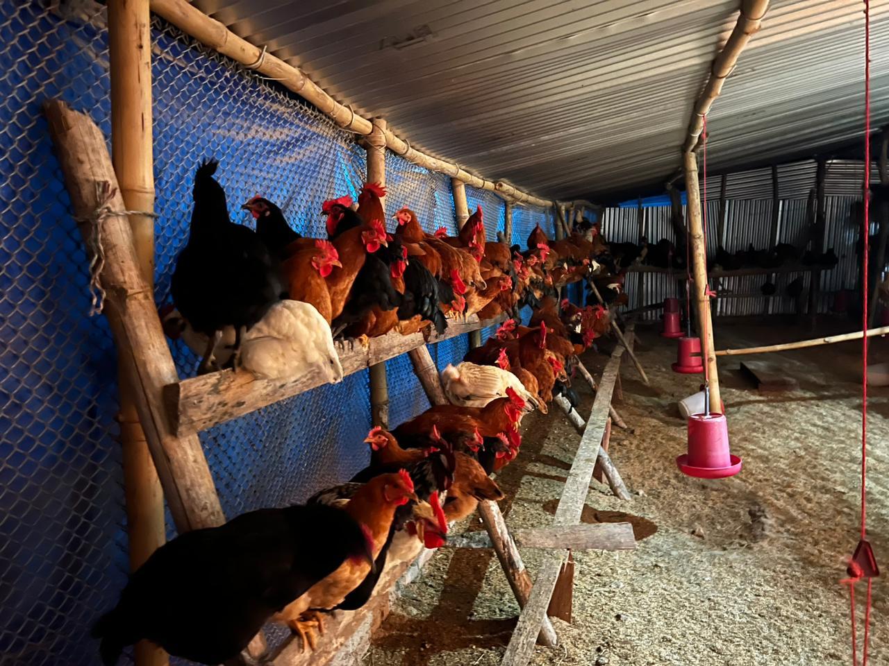 Profitable backyard poultry farm