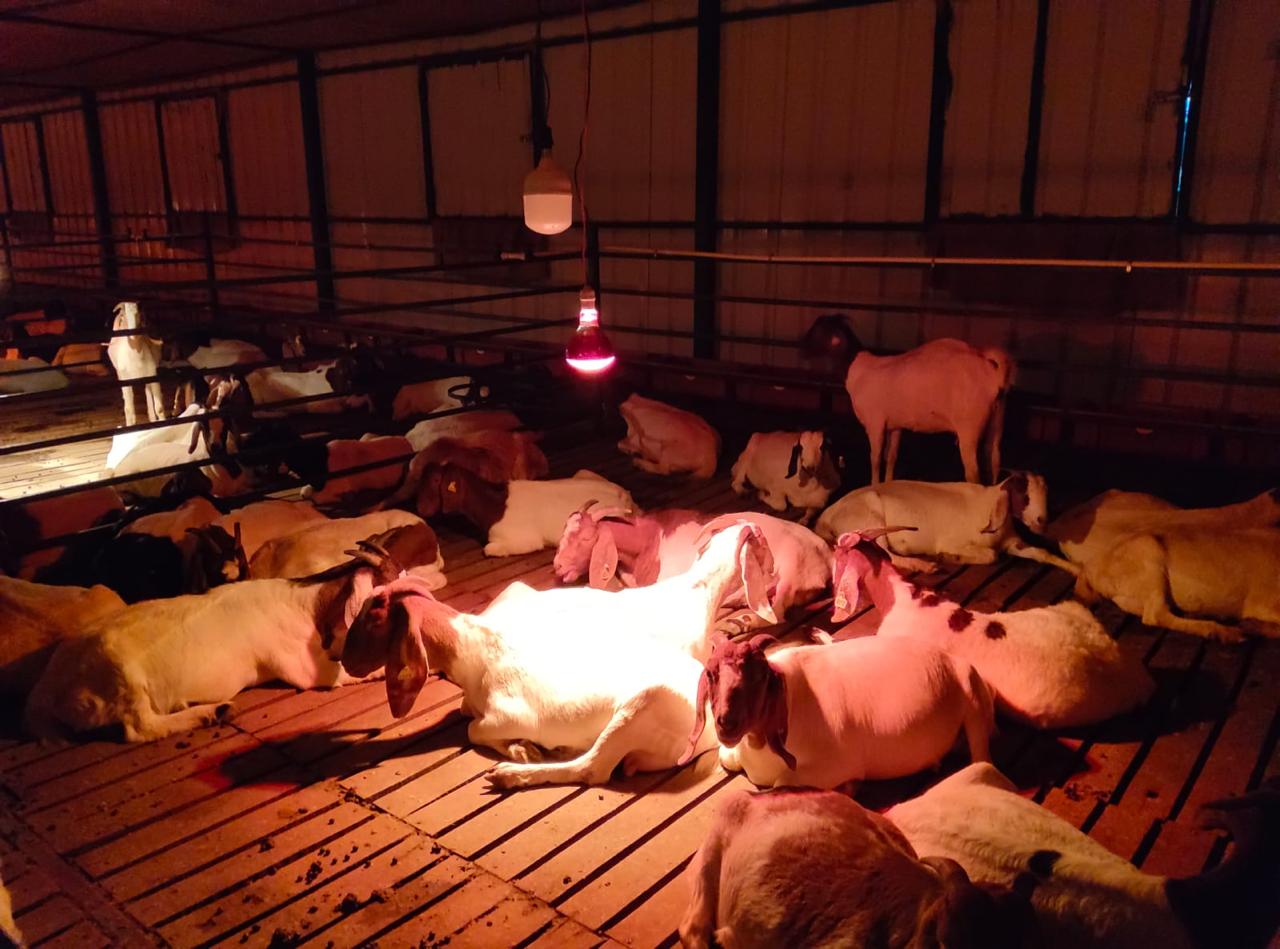 veterinary care for small-scale farmers